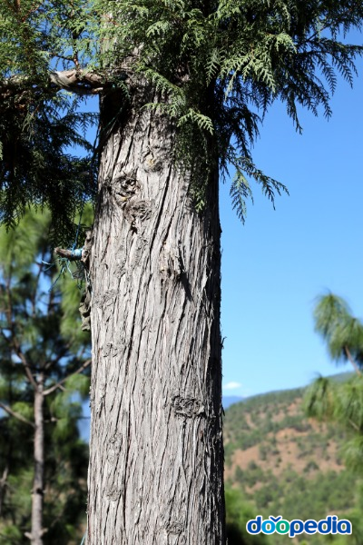 부탄측백나무, 줄기