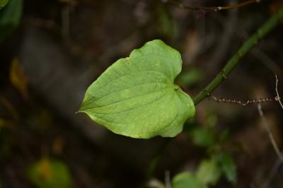 청가시덩굴의 잎