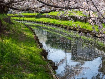 신가시가와의 봄 풍경 04