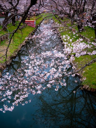 신가시가와의 봄 풍경 09