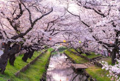 신가시가와의 봄 풍경 01