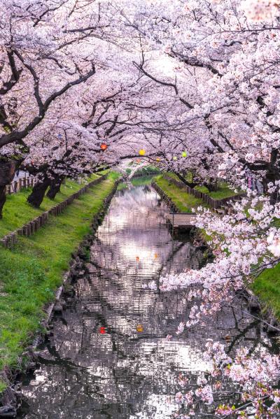 신가시가와의 봄 풍경 10