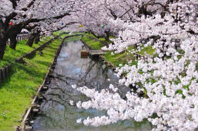 신가시가와의 봄 풍경 05