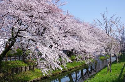 신가시가와의 봄 풍경 02