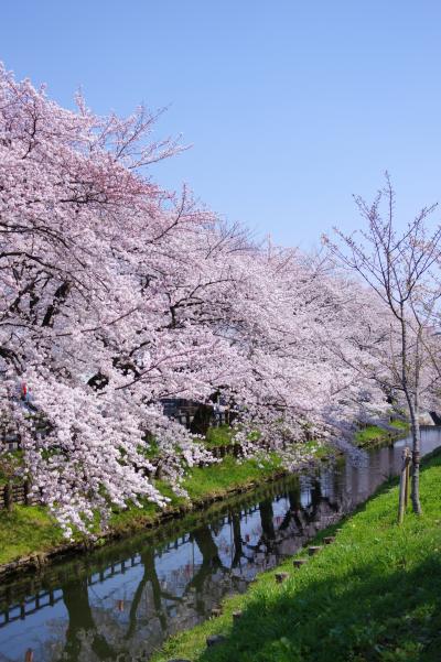 신가시가와의 봄 풍경 11