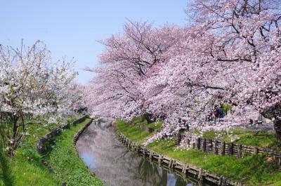 신가시가와의 봄 풍경 03