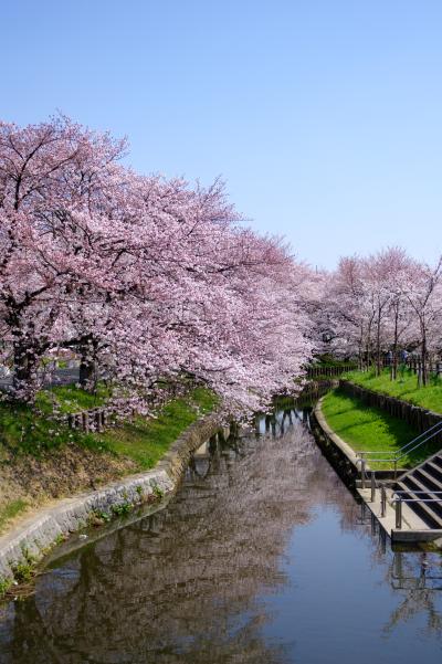 신가시가와의 봄 풍경 12
