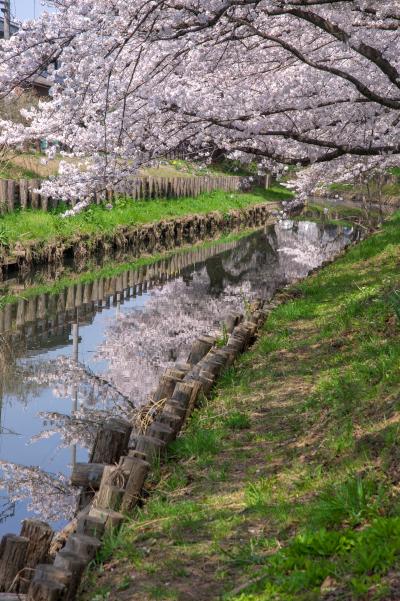 신가시가와의 봄 풍경 13