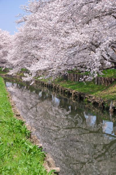 신가시가와의 봄 풍경 14