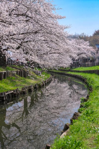 신가시가와의 봄 풍경 15