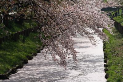신가시가와의 봄 풍경 07