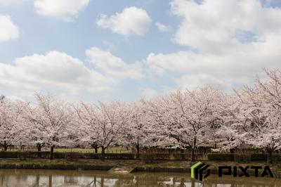 고다이하스노사토의 봄 풍경