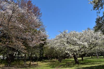 와코주린공원의 봄 풍경 12