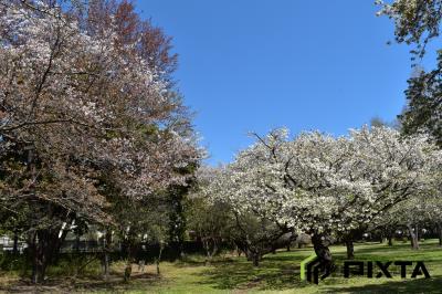 와코주린공원의 봄 풍경