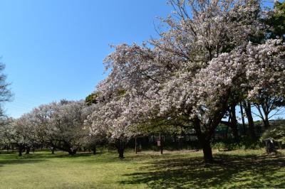 와코주린공원의 봄 풍경 13