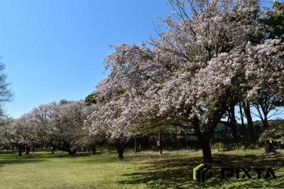 와코주린공원의 봄 풍경