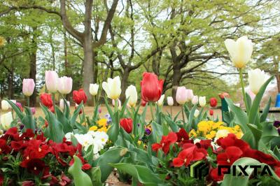 사야마이나리야마공원의 봄 풍경