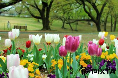 사야마이나리야마공원의 봄 풍경