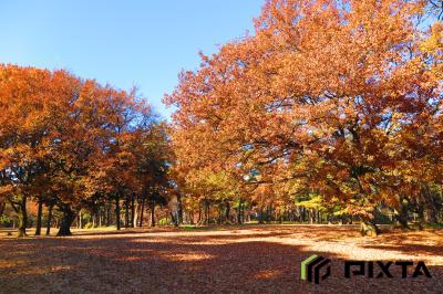 사야마이나리야마공원의 가을 풍경
