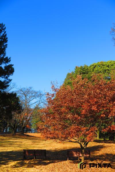 사야마이나리야마공원의 가을 풍경
