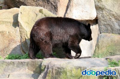 아메리카흑곰