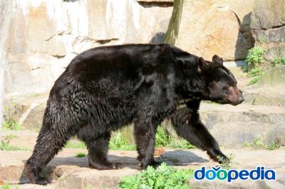 아메리카흑곰