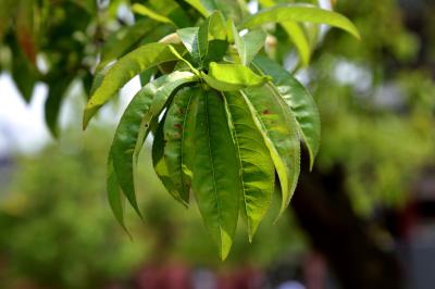 복사나무, 복숭아나무 잎 Peach Tree Prunus Persica | 식물 | 두피디아 포토커뮤니티