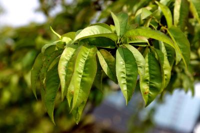 복사나무, 복숭아나무 잎 Peach Tree Prunus Persica | 식물 | 두피디아 포토커뮤니티