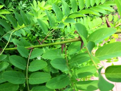 아까시나무 (아카시아나무 가시) False Acasia Robinia Pseudoacacia 아카시아 가시 | 식물 | 두피디아  포토커뮤니티