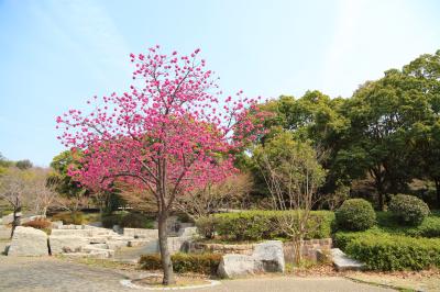 하나하쿠기념공원츠루미녹지, 봄 04