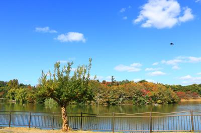 하나하쿠기념공원츠루미녹지, 가을 13