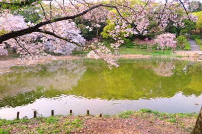 하나하쿠기념공원츠루미녹지, 봄 09