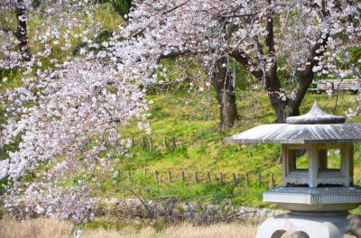 하나하쿠기념공원츠루미녹지, 봄 15