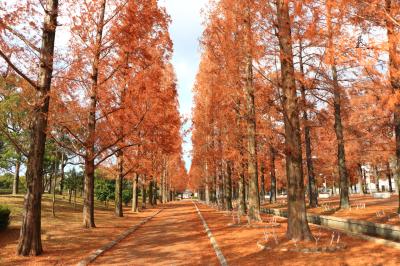 하나하쿠기념공원츠루미녹지, 메타세콰이어길 가을 풍경 12