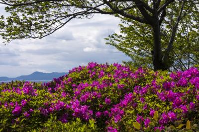 단노와유엔 Tannowa Yuen Park 淡輪遊園 Japan Osaka Sennan Misaki 일본 오사카부 센난 군 미사키 정 日本 大阪府 泉南郡 岬町 두피디아 포토커뮤니티