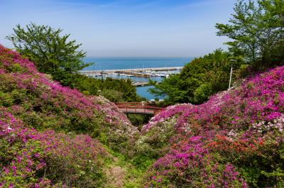 단노와유엔 Tannowa Yuen Park 淡輪遊園 Japan Osaka Sennan Misaki 일본 오사카부 센난 군 미사키 정 日本 大阪府 泉南郡 岬町 두피디아 포토커뮤니티