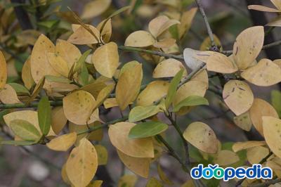 사철나무 낙엽