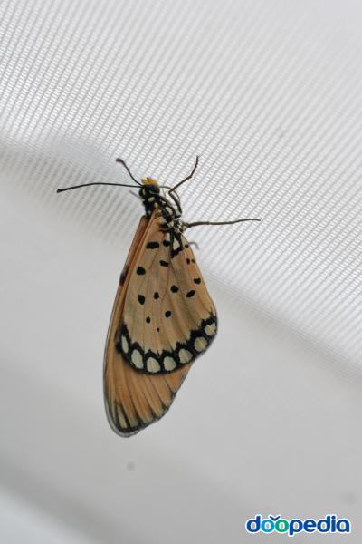 영국 나비들