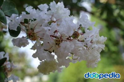배롱나무 흰꽃