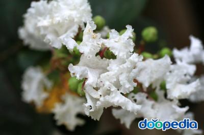 배롱나무 흰꽃