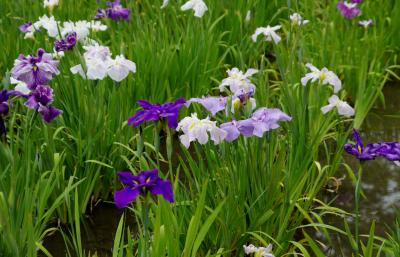 쓰루마공원 꽃창포 Tsuruma Park 鶴舞公園 花菖蒲 Japan Aichi Nagoya Showa 일본 아이치 현 나고야 시 쇼와 구 日本 愛知県 名古屋市 昭和区 두피디아