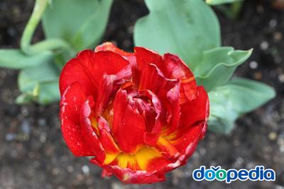 Tulip Benijisi