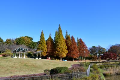 오다이공원, 가을 풍경 12