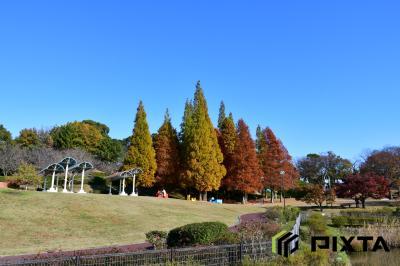 오다이공원, 가을 풍경