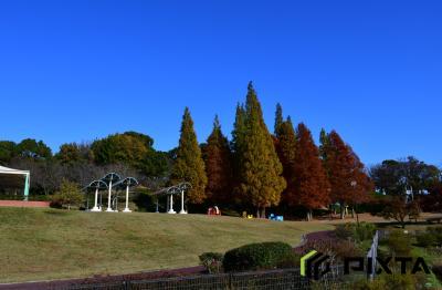 오다이공원, 가을 풍경