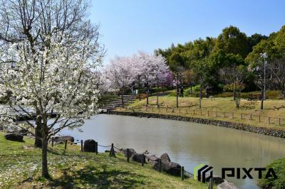오다이공원, 봄 풍경