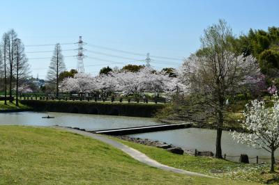 오다이공원, 봄 풍경 05