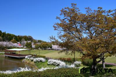 오다이공원, 봄 풍경