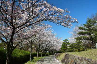 오다이공원, 봄 풍경 09