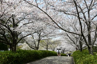 오다이공원, 봄 풍경 10